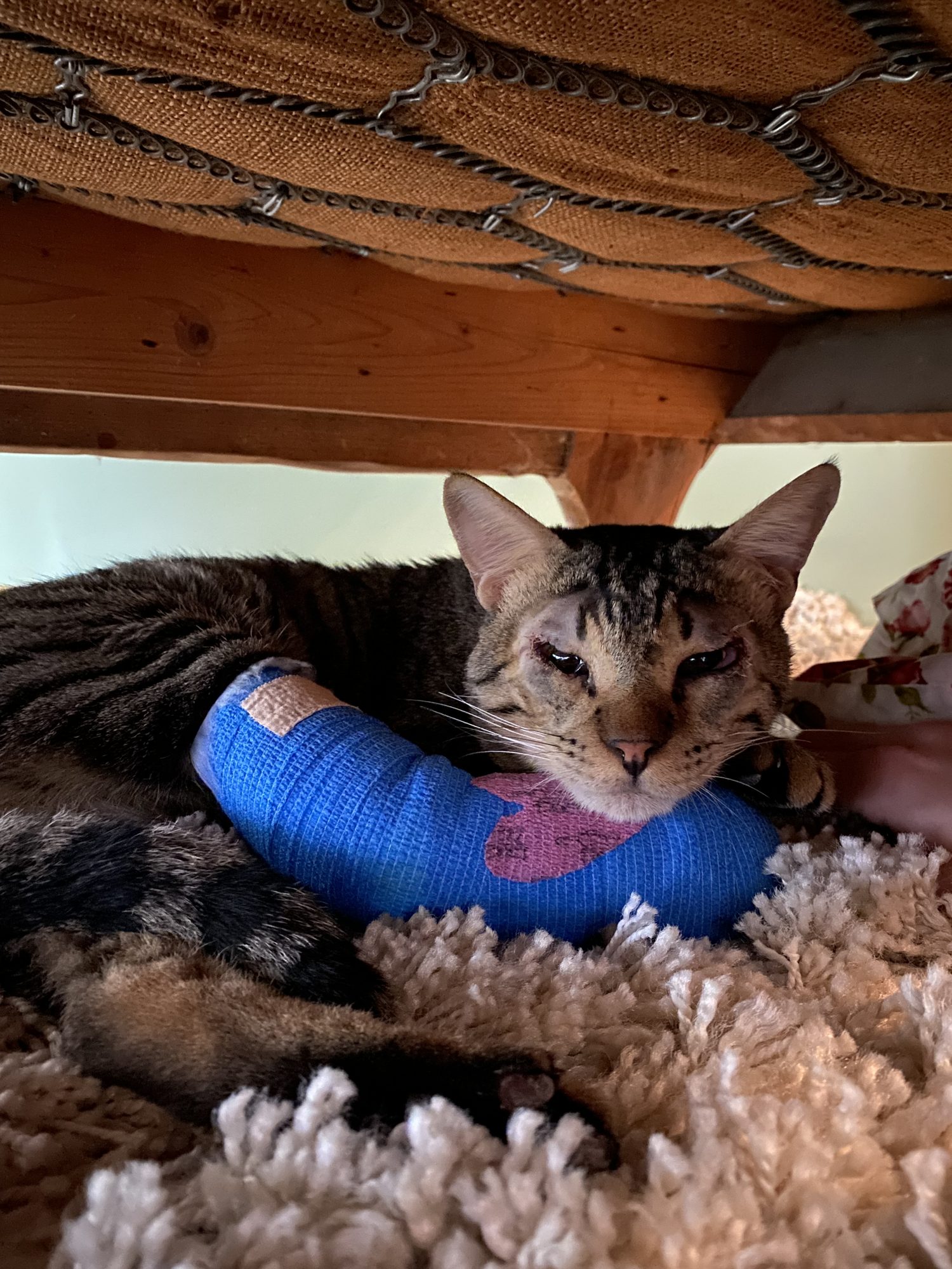 Katze mit blauem Verband am Vorderbein nach medizinischer Versorgung